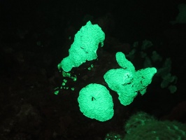086 Fluorescing Coral IMG 5248